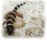 leopard gecko egg incubator